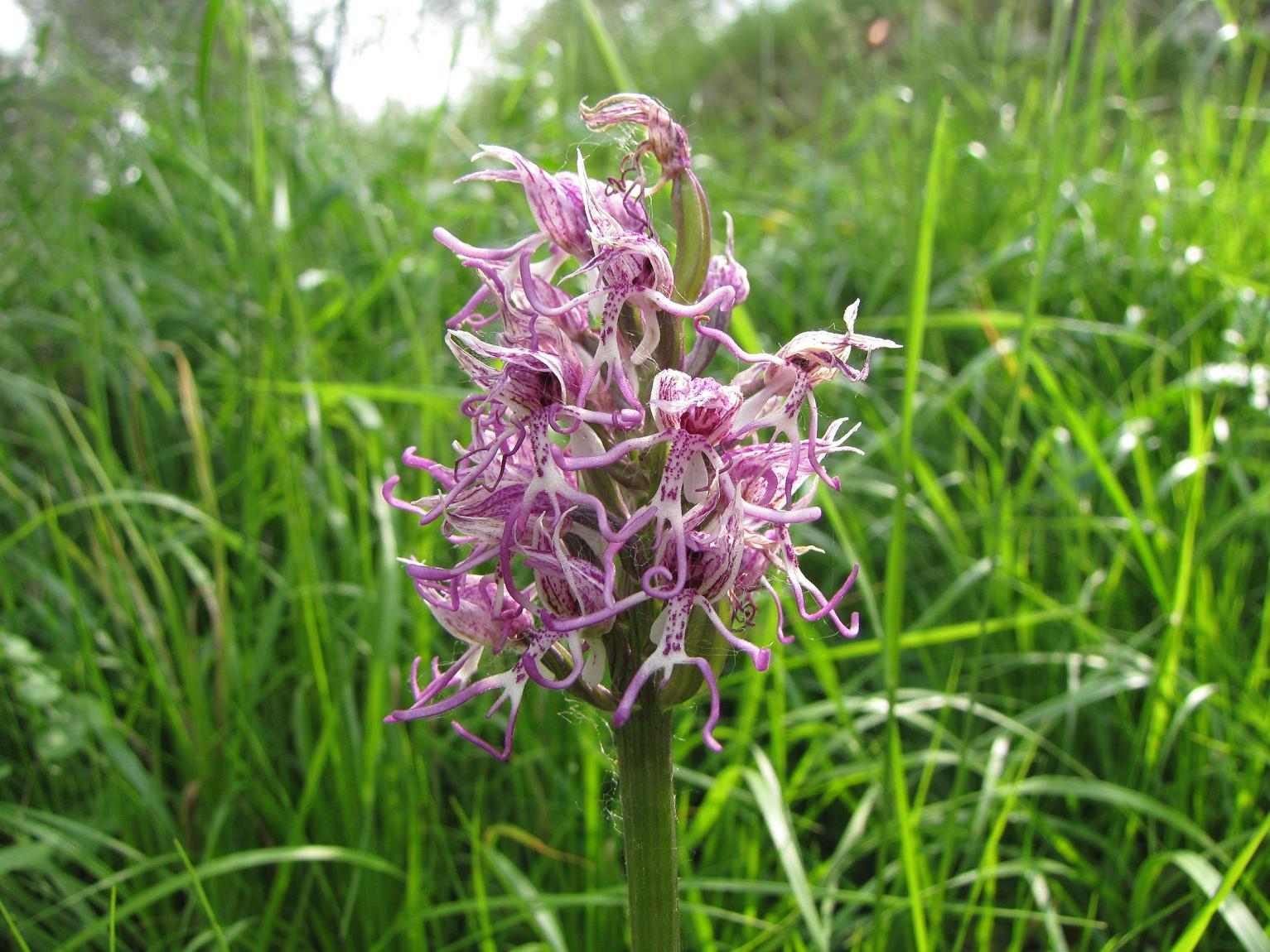 Neotinea tridentata, Ochis militari, simia e Anacamptis morio